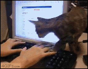 file (1).gif
