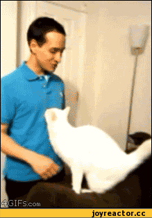 file (2).gif