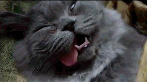 kot.gif