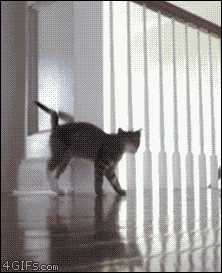 kote-atakuet.gif
