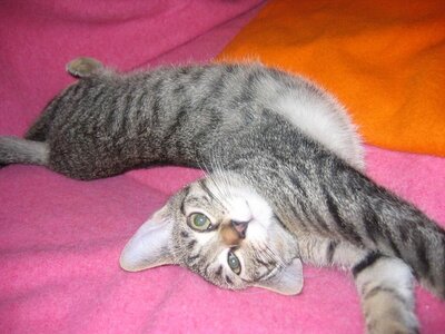 1322515779_wallpapers_cats_683.jpg