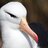 Albatross