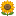 🌻
