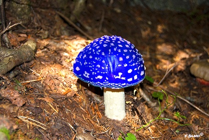 1329511219_grib.jpg