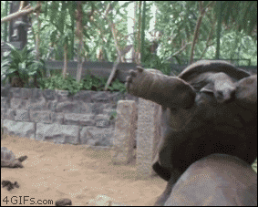 185384.gif