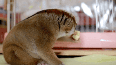 24.gif