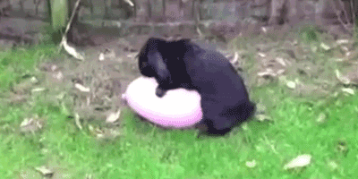 tumblr_mv1bumG7ju1ry46hlo1_400.gif