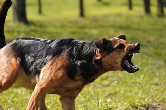 snarling-wild-dog.jpg