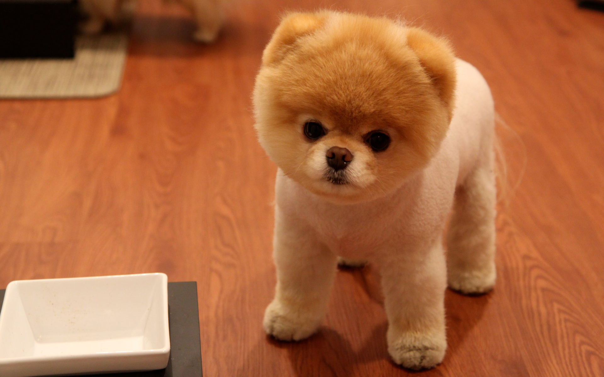 cute_pomeranian_dog-widescreen_wallpapers.jpg