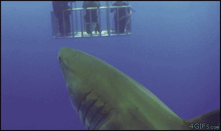 05e502396cc5672c43ccaa664223c3ee.gif