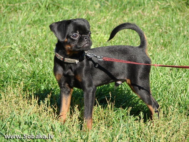 211-0923-2200-K-Brab.jpg