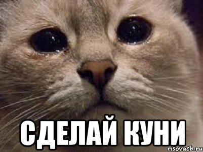 kot-so-slezami_36867839_orig_.jpeg