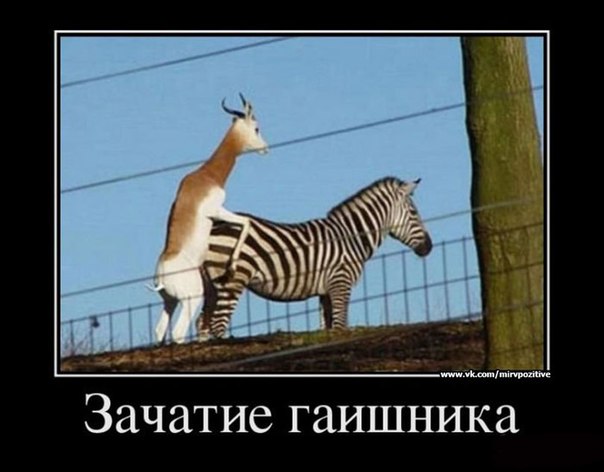 2zhO8JarUf8.jpg