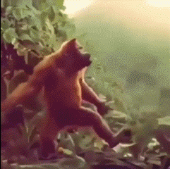 gifs_14.gif