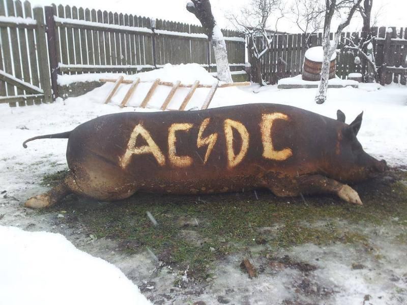 music_pig_zps466155f0.jpg